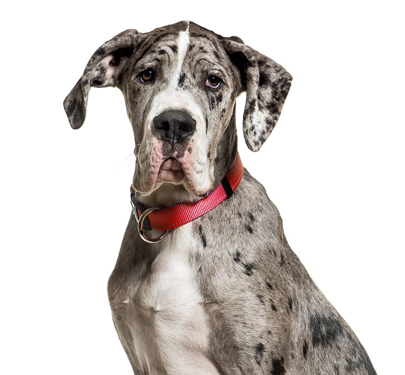 Giant Dogs, Perry Animal Hospital